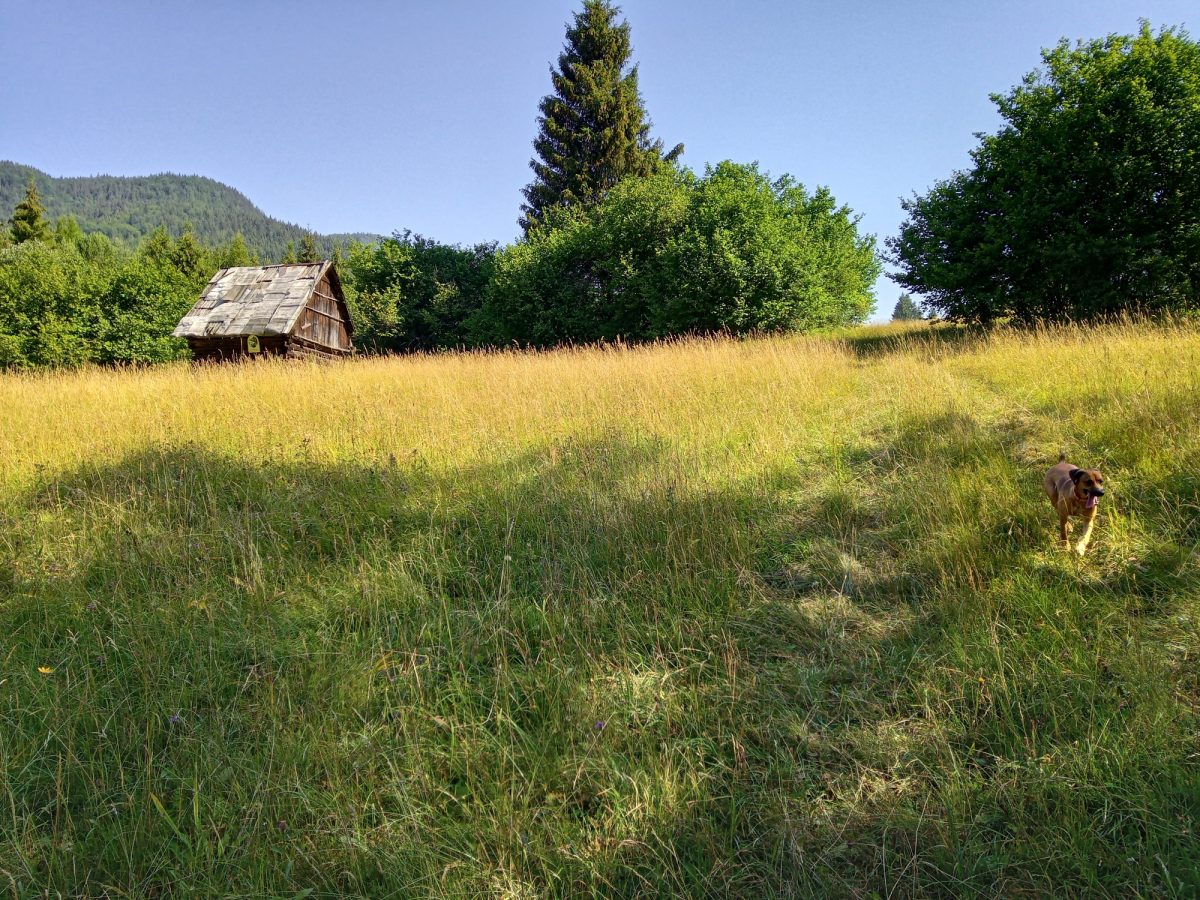 Radičiná z Ružomberka – Rybárpole