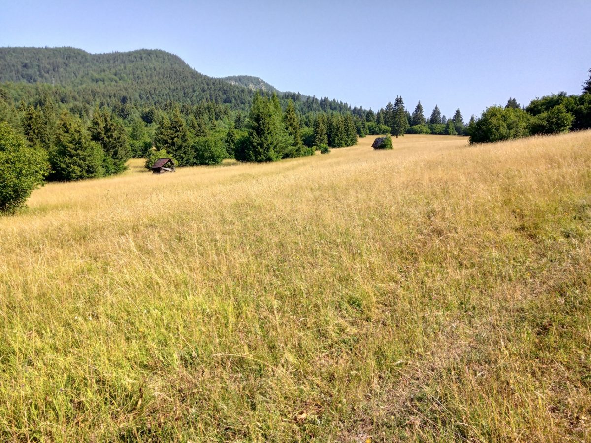 Radičiná from Ružomberok